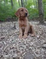 Ruby, a female Golden Retriever for sale in Foxboro, MA – 3 of 7