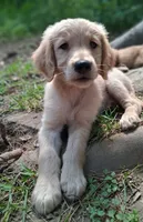 Cooper, a male Golden Retriever for sale in Foxboro, MA – 3 of 5