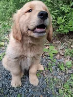 Bella , a female Golden Retriever for sale in Foxboro, MA – 3 of 9