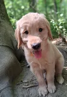 Max, a male Golden Retriever for sale in Foxboro, MA – 5 of 8