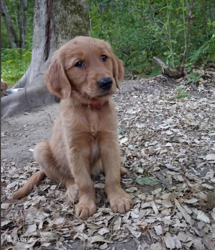 Ruby – Golden Retriever puppy for sale in Foxboro, MA
