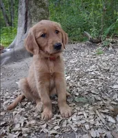 Ruby, a female Golden Retriever for sale in Foxboro, MA – 1 of 7