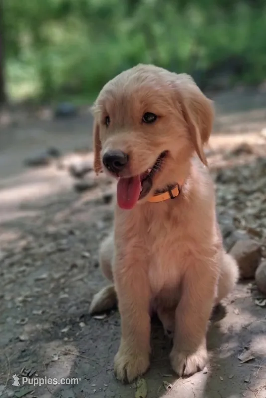 Max – Golden Retriever puppy for sale in Foxboro, MA