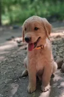 Max, a male Golden Retriever for sale in Foxboro, MA – 1 of 8