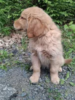 Bella , a female Golden Retriever for sale in Foxboro, MA – 8 of 9