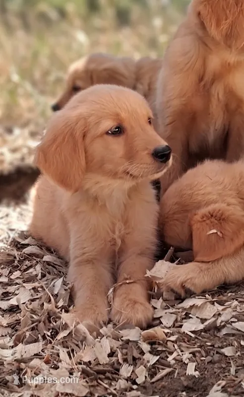 Lil Mac – Golden Retriever puppy for sale in Foxboro, MA