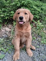 Nova, a female Golden Retriever for sale in Foxboro, MA – 5 of 10