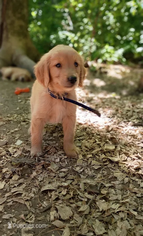 Muffin – Golden Retriever puppy for sale in Foxboro, MA