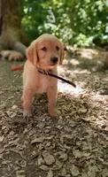 Muffin, a female Golden Retriever for sale in Foxboro, MA – 1 of 7