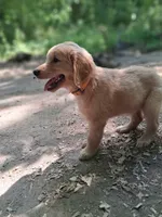 Max, a male Golden Retriever for sale in Foxboro, MA – 2 of 8