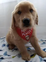 Sunny, a male Golden Retriever for sale in Foxboro, MA – 9 of 10
