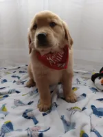 Sunny, a male Golden Retriever for sale in Foxboro, MA – 4 of 10