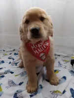 Sunny, a male Golden Retriever for sale in Foxboro, MA – 7 of 10