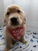Sunny, a male Golden Retriever for sale in Foxboro, MA – 3 of 10