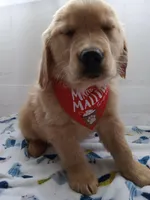 Sunny, a male Golden Retriever for sale in Foxboro, MA – 6 of 10