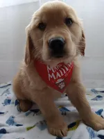 Sunny, a male Golden Retriever for sale in Foxboro, MA – 8 of 10