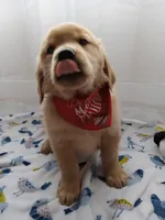 Sunny, a male Golden Retriever for sale in Foxboro, MA – 2 of 10