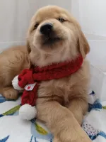Sunny, a male Golden Retriever for sale in Foxboro, MA – 5 of 10