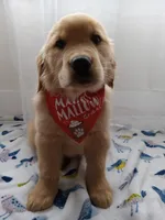 Sunny, a male Golden Retriever for sale in Foxboro, MA – 10 of 10