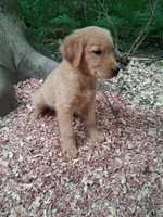Timber , a male Golden Retriever for sale in Foxboro, MA – 5 of 8