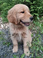 Bella , a female Golden Retriever for sale in Foxboro, MA – 4 of 9