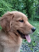 Nova, a female Golden Retriever for sale in Foxboro, MA – 7 of 10