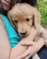 Muffin, a female Golden Retriever for sale in Foxboro, MA – 6 of 7