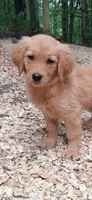 Bella , a female Golden Retriever for sale in Foxboro, MA – 5 of 6