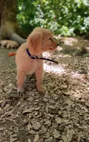 Muffin, a female Golden Retriever for sale in Foxboro, MA – 2 of 7