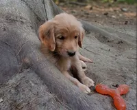 Muffin, a female Golden Retriever for sale in Foxboro, MA – 7 of 7