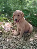 Max, a male Golden Retriever for sale in Foxboro, MA – 7 of 8
