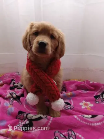 Marigold – Golden Retriever puppy for sale in Foxboro, MA