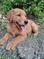 Nova, a female Golden Retriever for sale in Foxboro, MA – 4 of 10