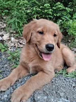 Nova, a female Golden Retriever for sale in Foxboro, MA – 9 of 10