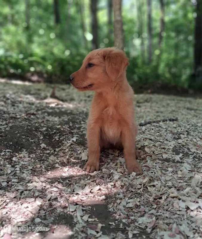 Minnie – Golden Retriever puppy for sale in Foxboro, MA