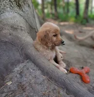 Muffin, a female Golden Retriever for sale in Foxboro, MA – 5 of 7