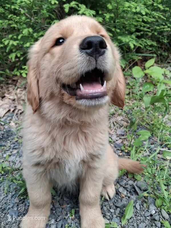 Bella  – Golden Retriever puppy for sale in Foxboro, MA