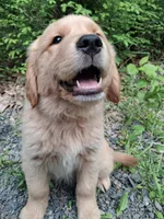 Bella , a female Golden Retriever for sale in Foxboro, MA – 1 of 9