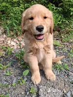 Bella , a female Golden Retriever for sale in Foxboro, MA – 7 of 9