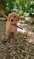 Muffin, a female Golden Retriever for sale in Foxboro, MA – 4 of 7