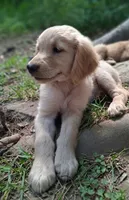 Cooper, a male Golden Retriever for sale in Foxboro, MA – 5 of 5