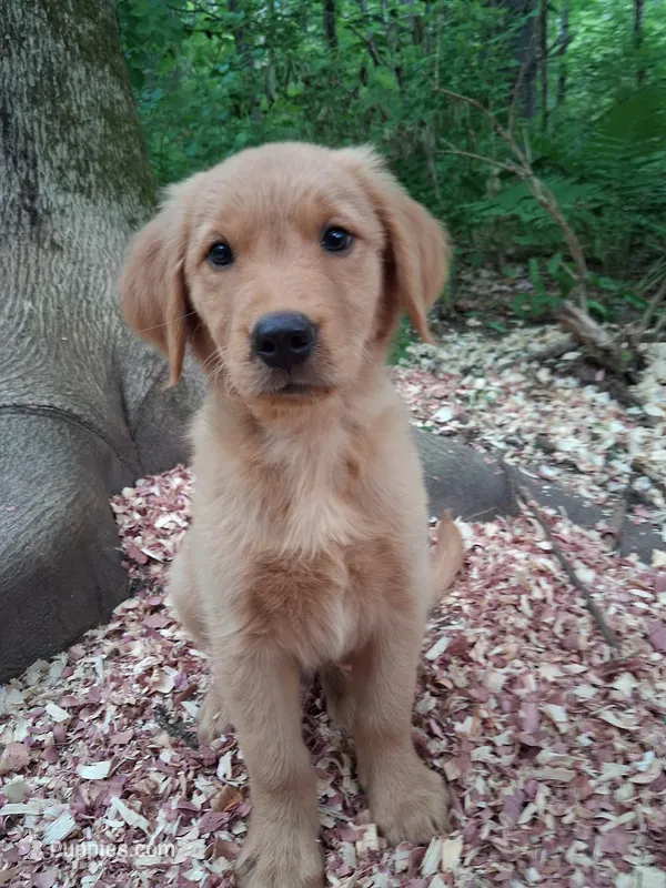 Timber  – Golden Retriever puppy for sale in Foxboro, MA