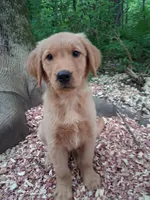 Timber , a male Golden Retriever for sale in Foxboro, MA – 1 of 8