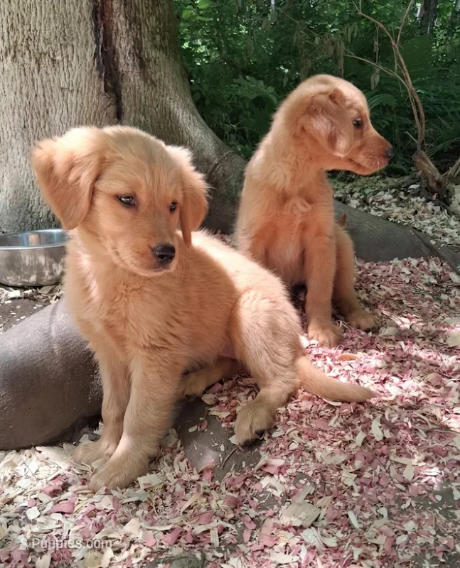 Bella  – Golden Retriever puppy for sale in Foxboro, MA