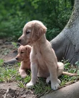Cooper, a male Golden Retriever for sale in Foxboro, MA – 2 of 5