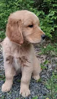 Bella , a female Golden Retriever for sale in Foxboro, MA – 5 of 9