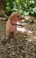 Muffin, a female Golden Retriever for sale in Foxboro, MA – 3 of 7