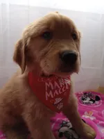 Marigold, a female Golden Retriever for sale in Foxboro, MA – Photo 9 of 9