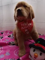 Marigold, a female Golden Retriever for sale in Foxboro, MA – Photo 5 of 9