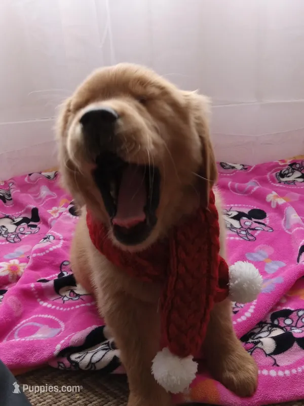 Marigold – Golden Retriever puppy for sale in Foxboro, MA